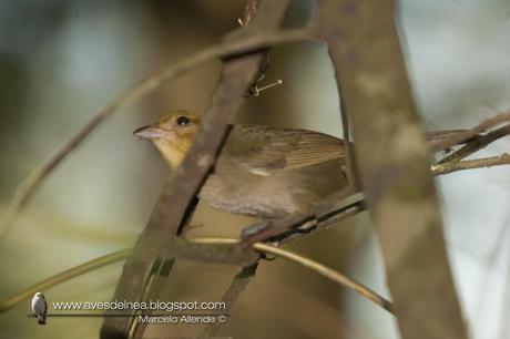 Pioró (Chestnut-headed Tanager) Pyrrhocoma ruficeps