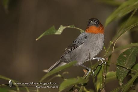 Pioró (Chestnut-headed Tanager) Pyrrhocoma ruficeps