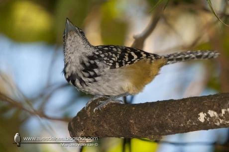 Batará goteado (Spot-backed Antshrike) Hypoedaleus guttatus
