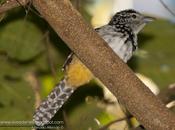 Batará goteado (Spot-backed Antshrike) Hypoedaleus guttatus