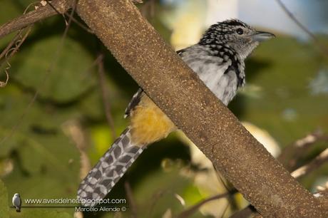 Batará goteado (Spot-backed Antshrike) Hypoedaleus guttatus