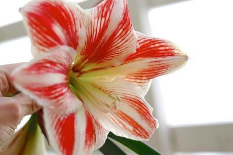 En el balcón balcón_11_20140522 - Version 2