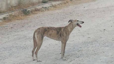 TRIANERA, GALGA ESPAÑOLA, NECESITA ADOPCIÓN.