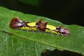 Bellezas En El Mundo: Mariposas