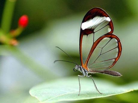 Bellezas En El Mundo: Mariposas