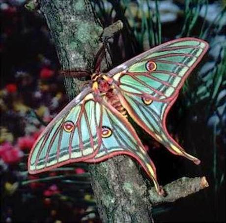 Bellezas En El Mundo: Mariposas