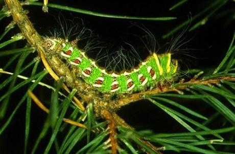 Bellezas En El Mundo: Mariposas