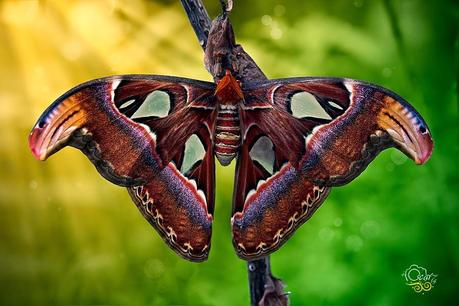 Bellezas En El Mundo: Mariposas