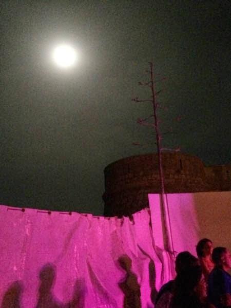 COQUE MALLA - 09/08/2014 Chaman (Almería)