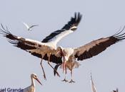 Tierra milanos negros-ribera navarra