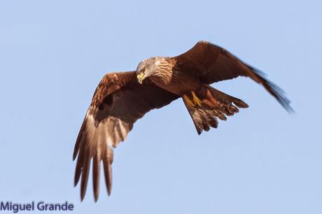 TIERRA DE MILANOS NEGROS-RIBERA DE NAVARRA