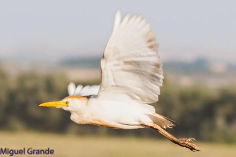 TIERRA DE MILANOS NEGROS-RIBERA DE NAVARRA
