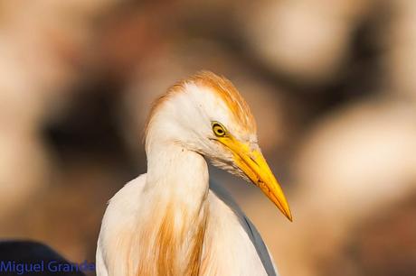 TIERRA DE MILANOS NEGROS-RIBERA DE NAVARRA