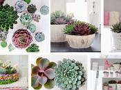 Echeveria, planta suculenta