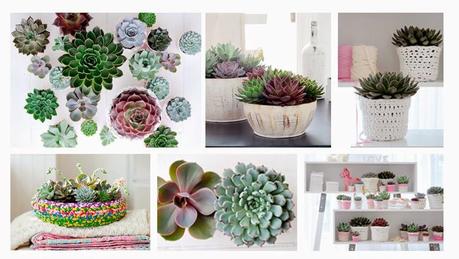 Echeveria, una planta suculenta