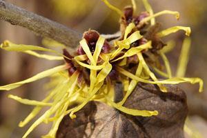 Hamamelis para eliminar las hemorroides