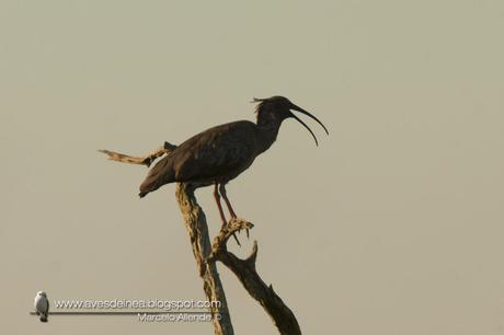Bandurria mora (Plumbeous Ibis) Harpiprion caerulescens