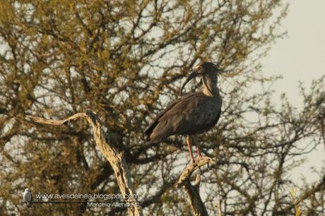 Bandurria mora (Plumbeous Ibis) Harpiprion caerulescens