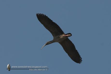 Bandurria mora (Plumbeous Ibis) Harpiprion caerulescens