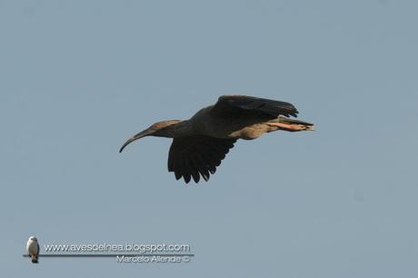 Bandurria mora (Plumbeous Ibis) Harpiprion caerulescens