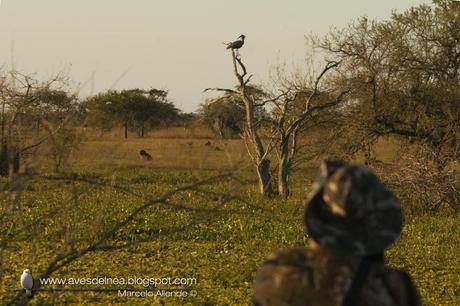 Bandurria mora (Plumbeous Ibis) Harpiprion caerulescens