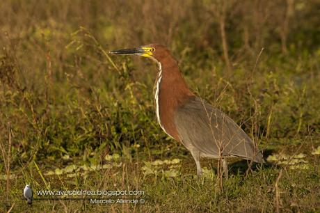 Hocó colorado (Rufescent tiger-Heron) Tigrisoma lineatum