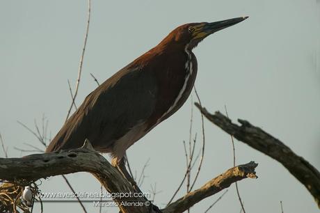 Hocó colorado (Rufescent tiger-Heron) Tigrisoma lineatum