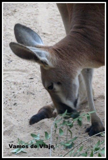 canguros en sydney