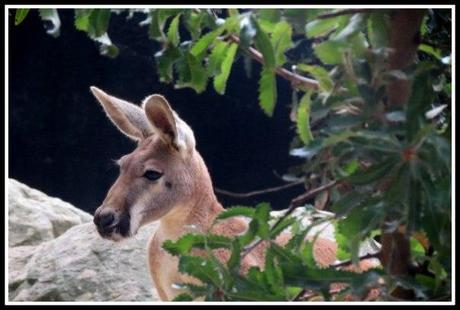taronga zoo
