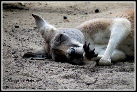 canguros en taronga zoo