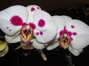 PORTFOLIO NATURAL: Orquídeas género Phalaenopsis... jardín Denise Ilcen Conteras Zapata