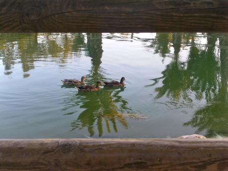 universidad de alicante, san vicente del raspeig, patos, tortugas, peces, parque, 