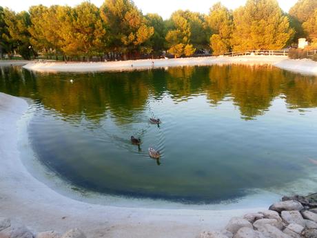 universidad de alicante, san vicente del raspeig, patos, tortugas, peces, parque, 