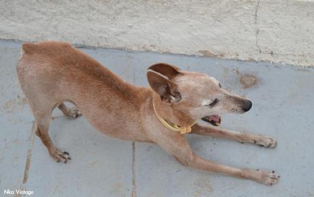 lebrel enano, perro, retrato foto, fotografia, lebrel