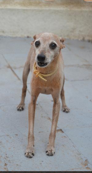 lebrel, perro, gif, lebrel enano, perro, retrato foto, fotografia