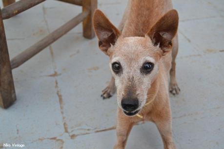 lebrel enano, perro, retrato foto, fotografia, lebrel