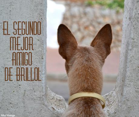 lebrel enano, perro, retrato foto, fotografia, lebrel