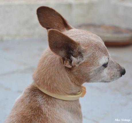 lebrel enano, perro, retrato foto, fotografia, lebrel