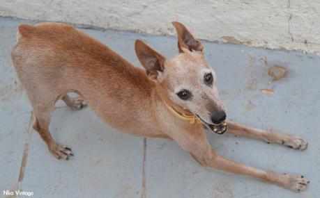 lebrel enano, perro, retrato foto, fotografia, lebrel