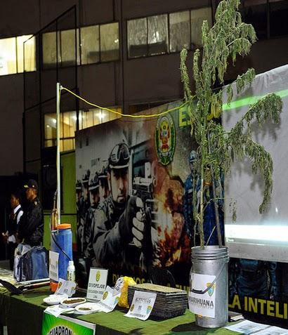 En zonas alto andinas de Lima provincias: POLICÍA NACIONAL ENCONTRÓ E INCINERÓ PLANTONES DE MARIHUANA…