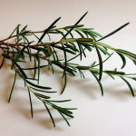 el romero como repelente natural para las pulgas