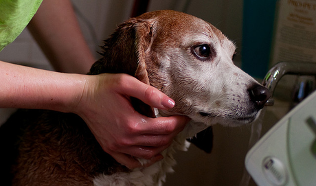 perro dándose un baño