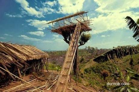 Estructura tradicional Casa del árbol en construcción con cañas