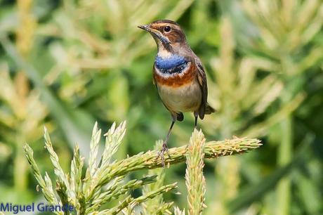HUMEDAL DE LA BALSA DE LA MUEDA-AIBAR NAVARRA