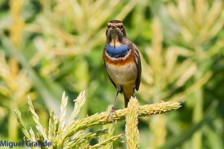 HUMEDAL DE LA BALSA DE LA MUEDA-AIBAR NAVARRA