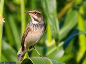 Humedal balsa mueda-aibar navarra