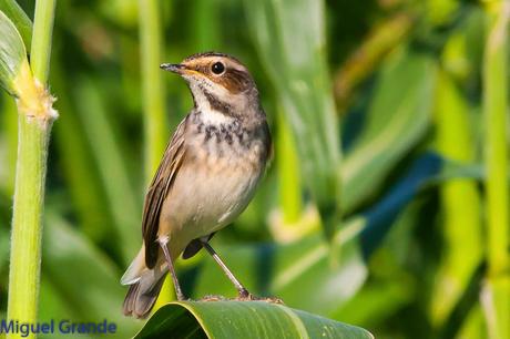 HUMEDAL DE LA BALSA DE LA MUEDA-AIBAR NAVARRA