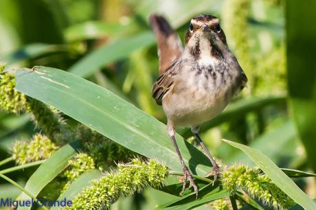 HUMEDAL DE LA BALSA DE LA MUEDA-AIBAR NAVARRA