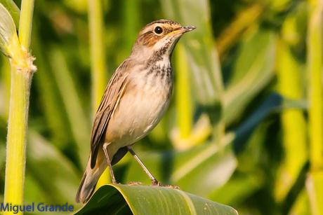 HUMEDAL DE LA BALSA DE LA MUEDA-AIBAR NAVARRA