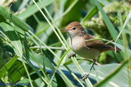 HUMEDAL DE LA BALSA DE LA MUEDA-AIBAR NAVARRA